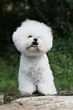 BICHON FRISE 167